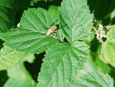 Can't You Just Spray? Image